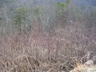 thumbs/DSCN0590.png
